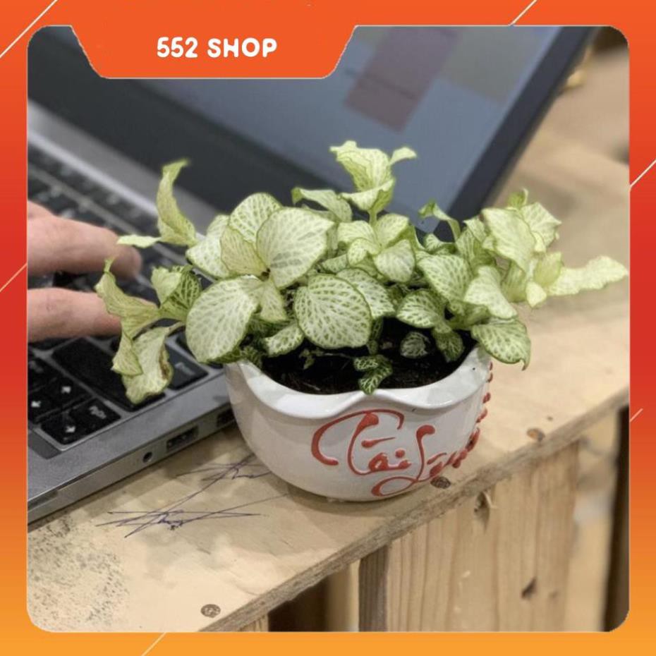 Cây Cẩm Nhung - 10x10x15 Cm - Dáng Bán Cầu - Mầu Trắng - Cây Mini Để Bàn & Chậu Trồng Cây Gốm Sứ Bát