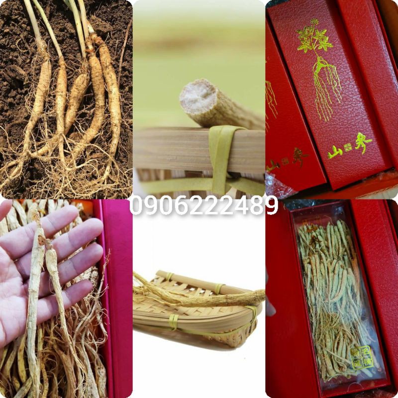 100 sợi Nhân Sâm mini ( ổn định huyết áp , rất tốt cho sức khỏe )