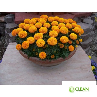 Hạt giống hoa Vạn thọ Cam lùn (30 hạt)