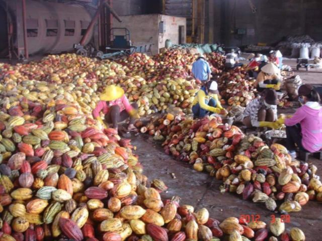 Sỉ 10kg Ca Cao nguyên chất Đăk Lăk ( dòng 360 và 390 có giấy kiểm định chất lượng) | BigBuy360 - bigbuy360.vn