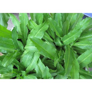HẠT GIỐNG RAU MÙI TÀU CHUẨN F1
