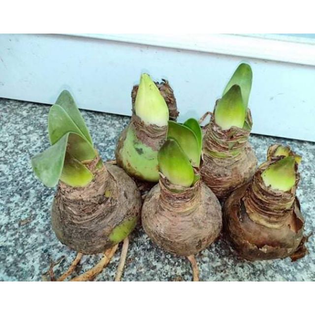 Củ Huệ kép