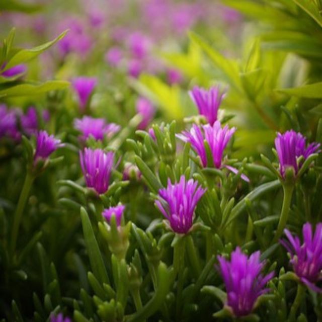 Gói 200 Hạt Giống Hoa Mười Giờ Châu Phi Nhiều Màu Mix luckyseed hạt siêu rẻ