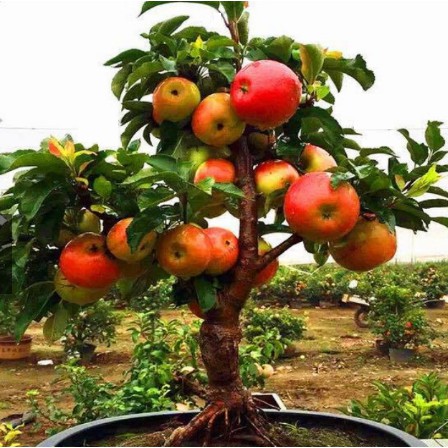 Hạt Giống Táo Lùn Đỏ  - Qủa Ngọt, Dinh Dưỡng - MUA 3 TẶNG 1 CÙNG LOẠI