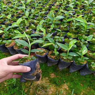 Combo 5 Cây giống sa nhân