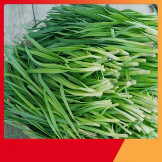 Hạt Giống Hẹ Ta