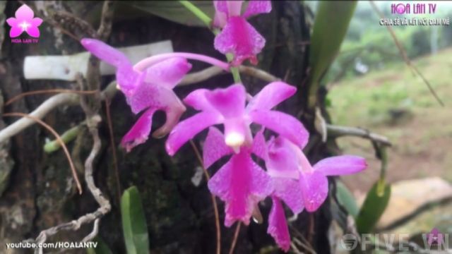Combo 5 loại hoa lan rừng chỉ 155k