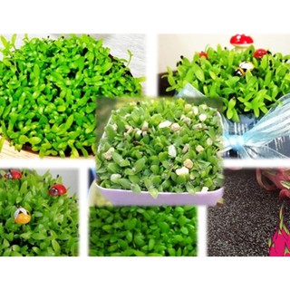 Hạt Giống Cỏ May Mắn