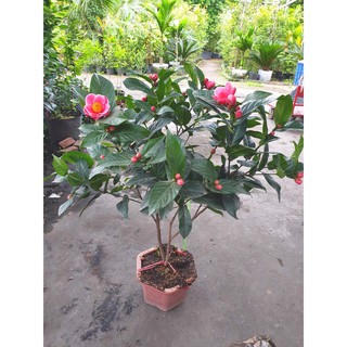 Hải đường, cây giống gửi đi nguyên bầu