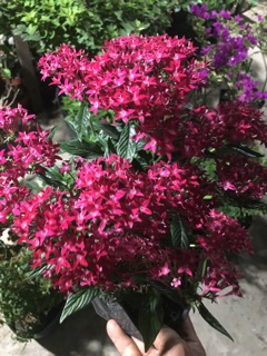 Hoa Diễm châu siêu bông