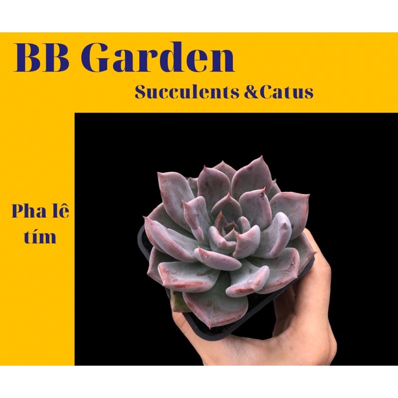 SEN ĐÁ PHA LÊ TÍM