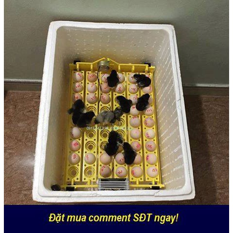 Máy P100 + 1 khay đảo tự động 54 trứng, ấp gà, vịt, bồ câu, cút nở trên 95% - Bảo hành 12 tháng