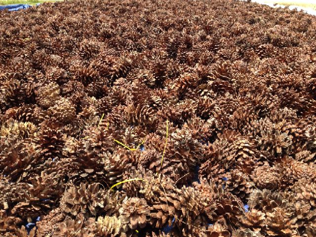 1kg Trái thông khô 3 lá loại lớn