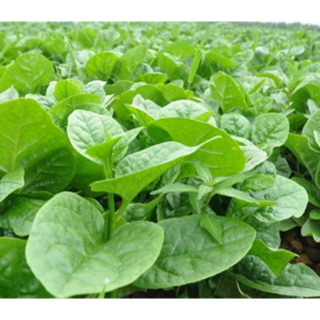 HẠT GIỐNG RAU MỒNG TƠI