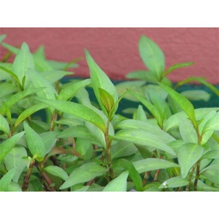 chậu cây rau răm c6