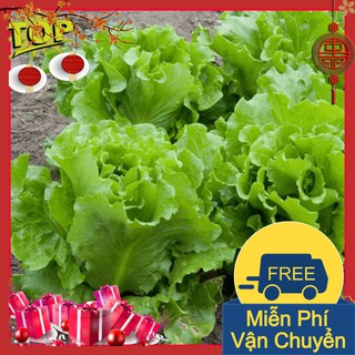 Combo 2 Gói Hạt Giống Xà Lách Chịu Nhiệt