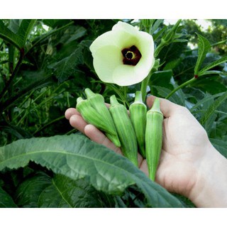 Hạt Giống Đậu Bắp Cao Sản