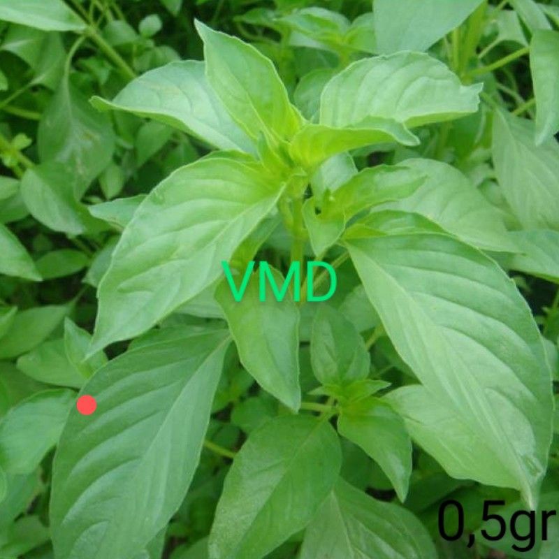Hạt giống Rau Thơm Xả ( É Trắng )