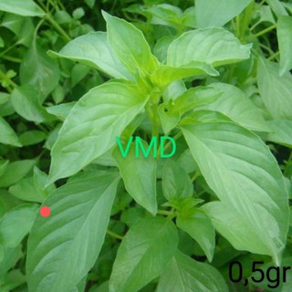 Hạt giống Rau Thơm Xả