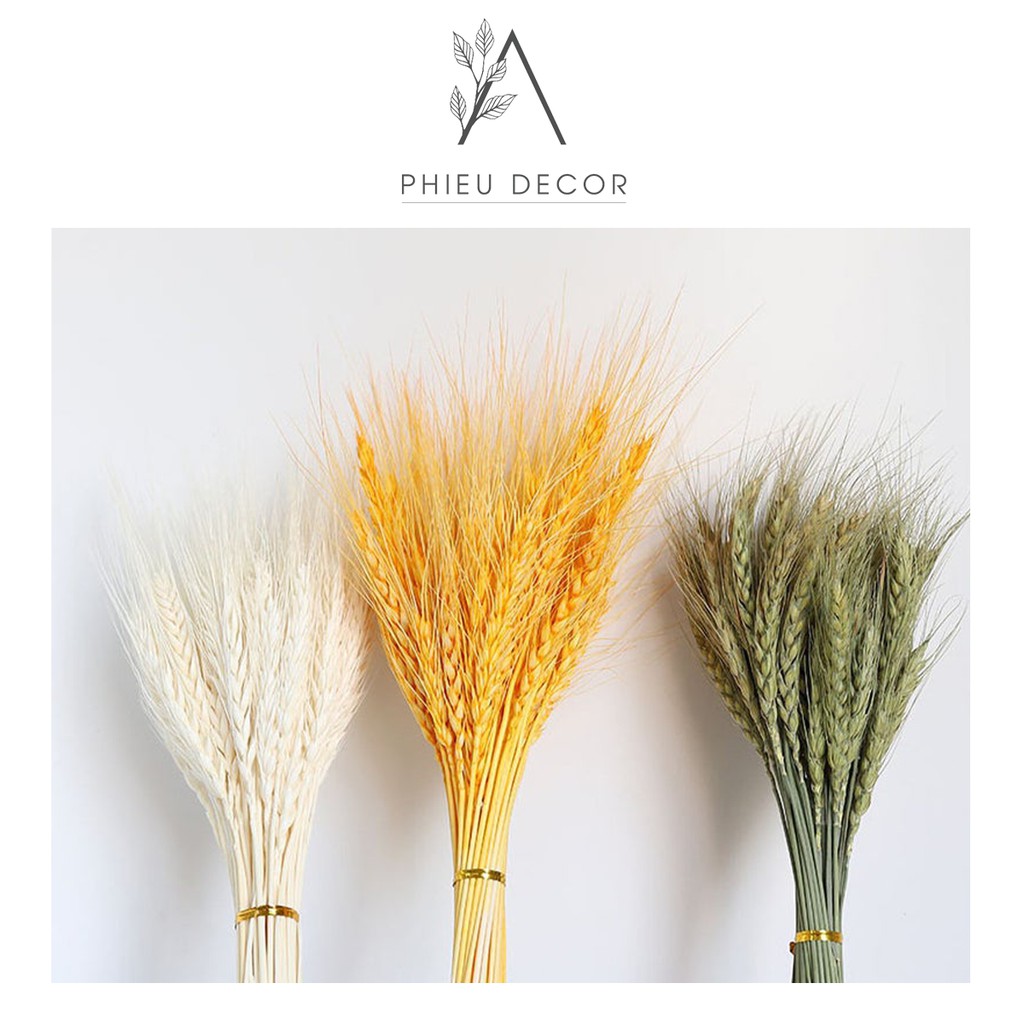 Hoa Lúa Mạch Khô Vintage🌸 Trang trí nhà cửa