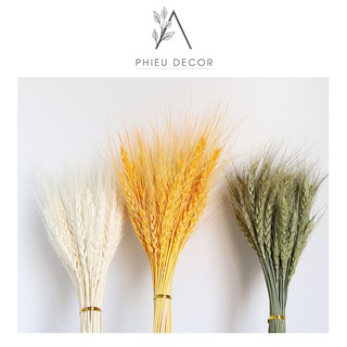 Hoa Lúa Mạch Khô Vintage🌸 Trang trí nhà cửa