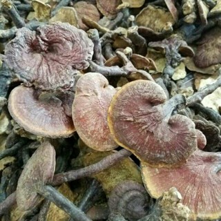 500g nấm lim xanh