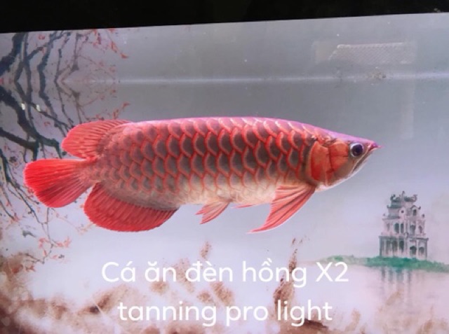 Đèn LED Aqua Nice (85cm) X2 Tanning Pro Light Cho Hồ Cá - Hàng Công Ty
