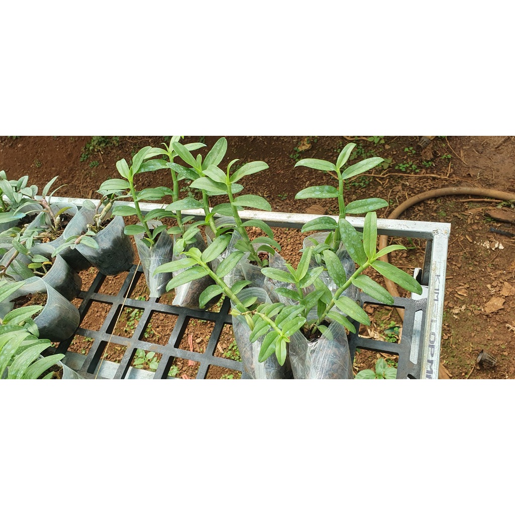 5ct ho gieo hạt