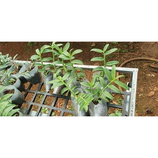 giã hạc 5ct juliet gieo hạt