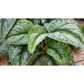 Trầu bà lụa lá lớn (trầu bà Pháp)