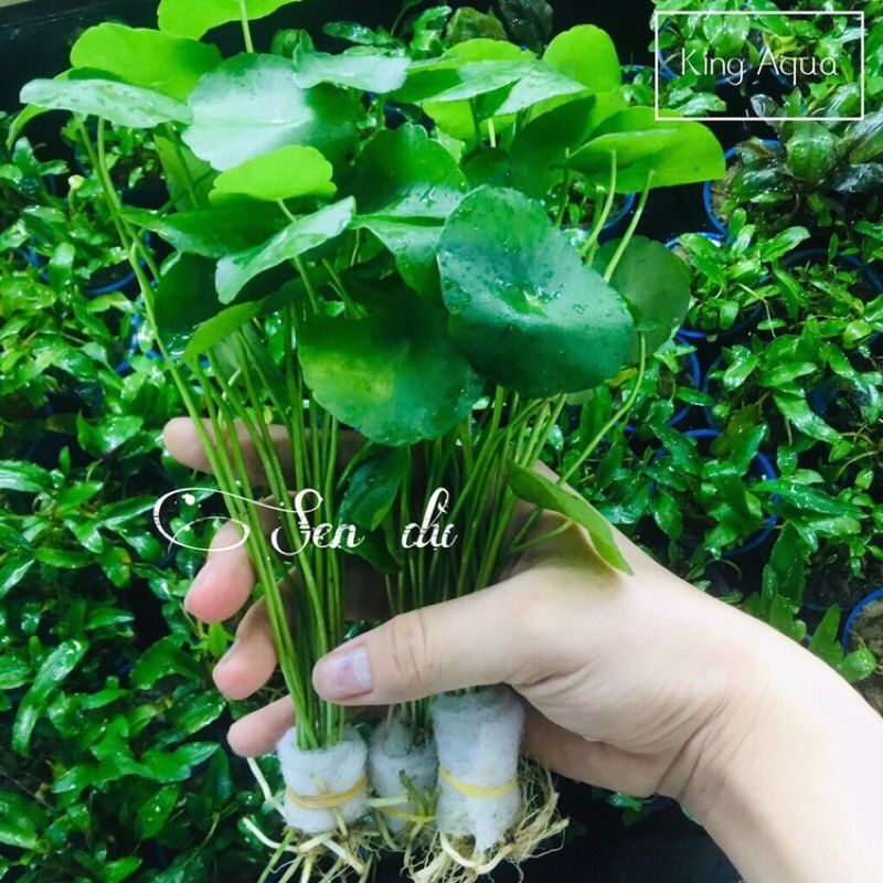 10 Cây thủy sinh sen dù | rau má đồng tiền dễ trồng không cần co2