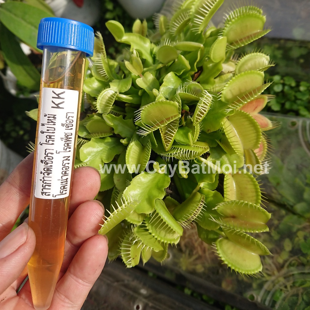 Sirup Phòng Trị Bệnh Nấm Khuẩn Cho Cây Bẫy Kẹp
