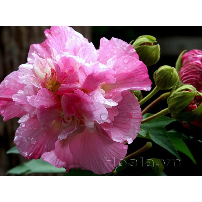 CHẬU CÂY GIỐNG HOA PHÙ DUNG - LOÀI HOA ĐẸP RỰC RỠ KIÊU SA 🌴Mua 4 tặng 1 cây bất kì🌴