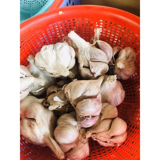 TỎI CỦ BẮC