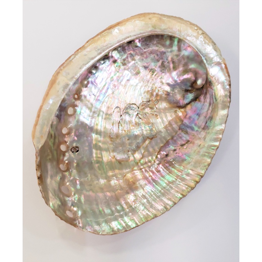 Đĩa ốc xà cừ New Zealand - Natural Abalone Shell