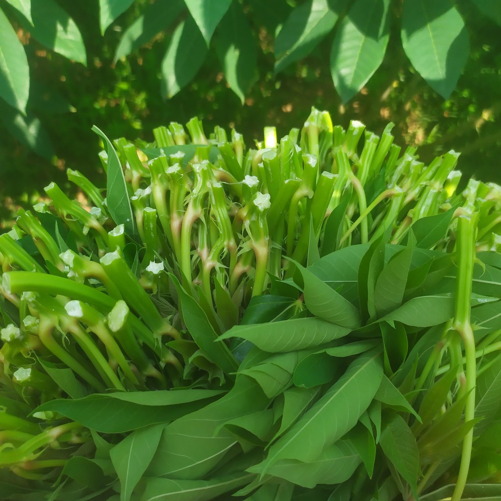 Rau Sắn Muối Chua (1,5kg) Bách Hóa Qfoods - Đặc Sản Phú Thọ - Rau sắn Bà Quy | BigBuy360 - bigbuy360.vn