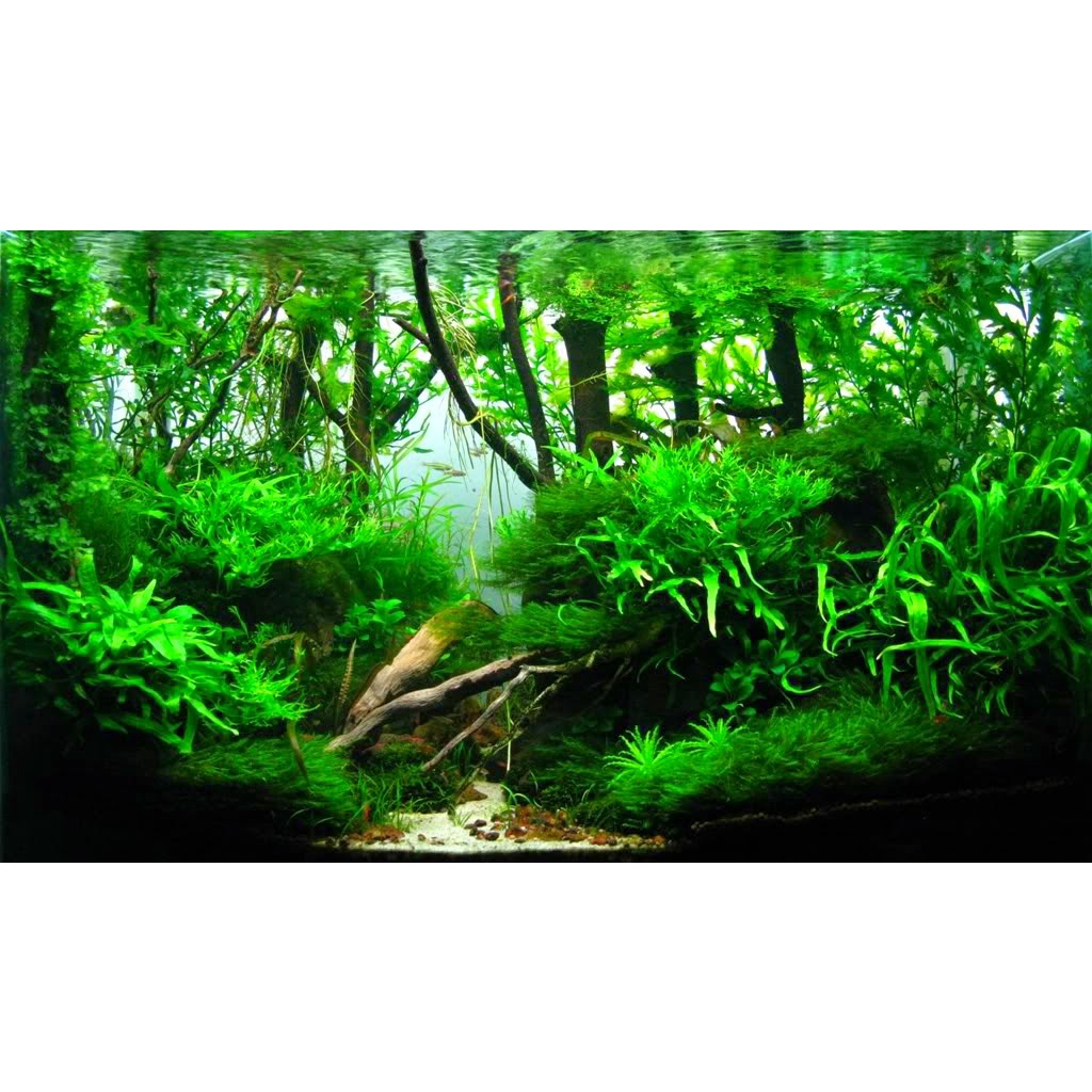 Tranh hồ cá, bể cá cảnh đủ kt 50*40, 60*40, 80*50, 90*50, 100*50, 100*60, 120*60, 120*50, 40*30, 80*40, 70*30, ... B1