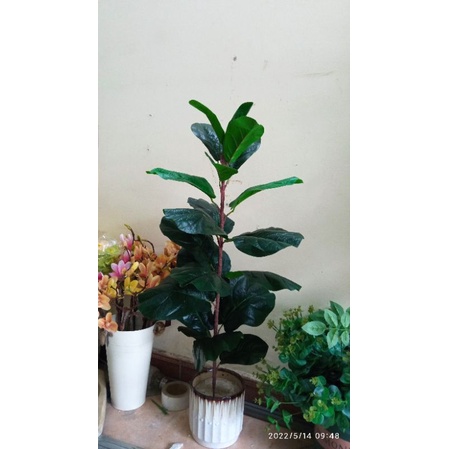 Cây bàng singapo giả cảnh - cao 65cm -90cm - mẫu mới