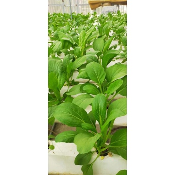 Dinh dưỡng thủy canh cho rau ăn lá Hydrolindo  cho rau ăn lá  trọng lượng 3kg pha được 1800 lít nước trồng
