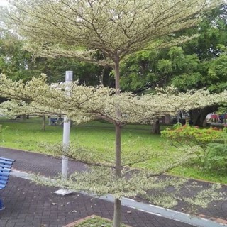 CÂY GIỐNG BÀNG ĐÀI LOAN