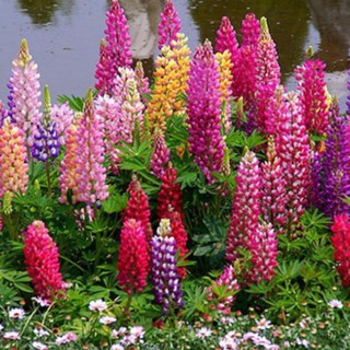 Hạt Giống Hoa Đậu Lupin