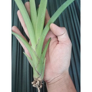 LAN KIẾM TIÊN VŨ TÂY NINH MẶT HOA CHUẨN NHƯ HÌNH.