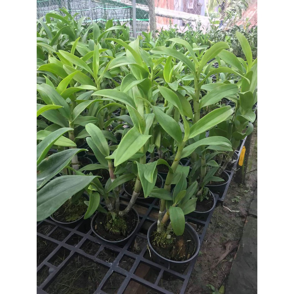 Cây Lan Dendro Nắng Thơm Bà Liễu - Cây to sắp hoa - giao cây quy cách như hình - landendro