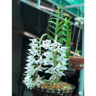 (Mới về)Lan Phi điệp 5 cánh trắng Phú Thọ cấy mô 1 cốc