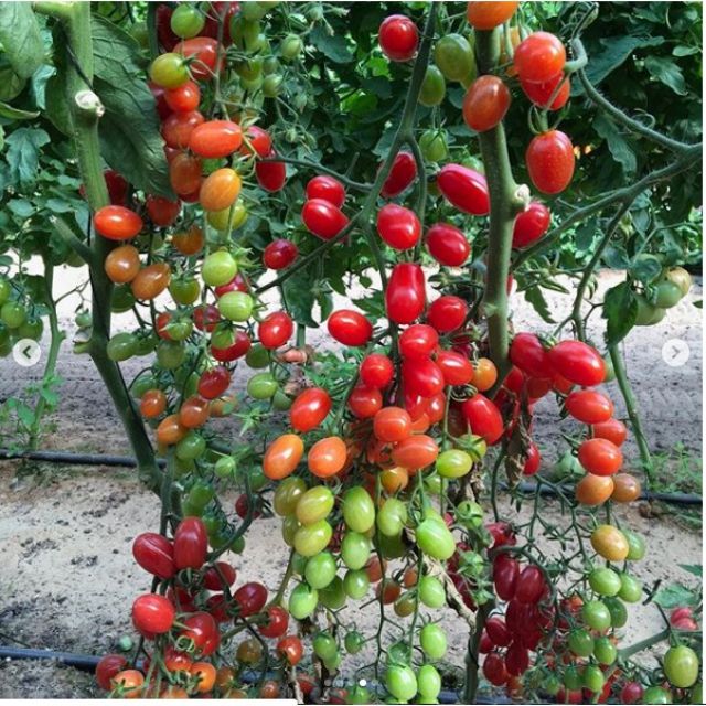 20 hạt giống cà chua chuỗi ngọc