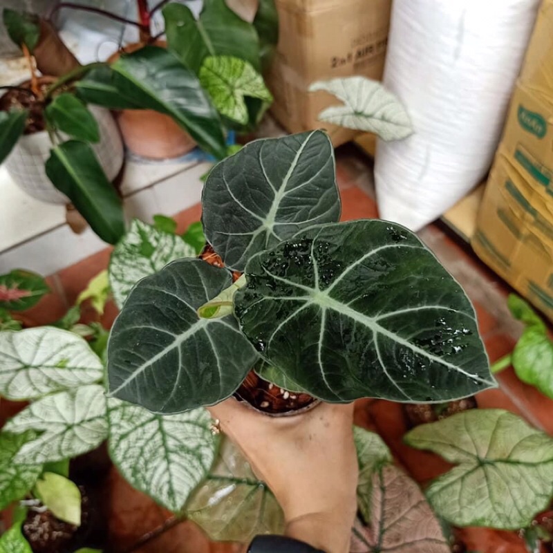 Cây indoor, kiểng lá Alocasia black velvet
