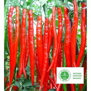 30 Hạt giống Ớt đậu đũa (tặng gói Kích nẩy mầm và Hướng dẫn) THUTHUY