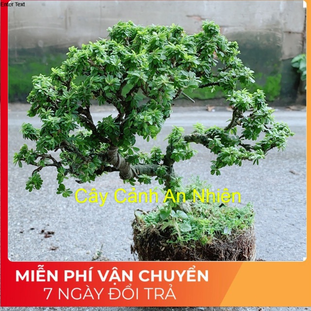 Linh Sam Hạt Gạo