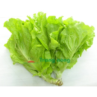 10 gram – hạt giống xà lách dún vàng tn591/10gram