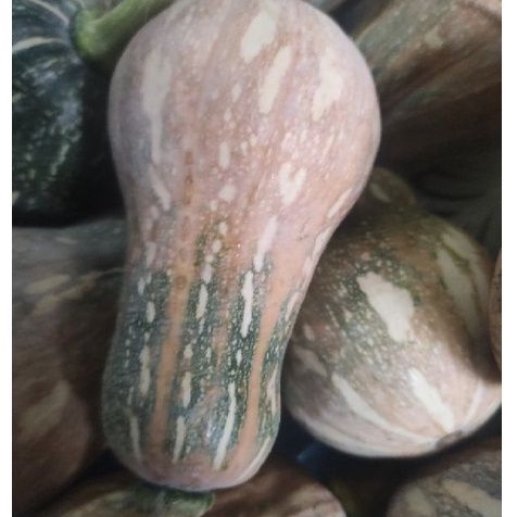 1kg bí đỏ - bí hồ lô